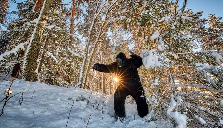 Bigfoot într-o pădure de zăpadă a ajuns pe o capcană de cameră
