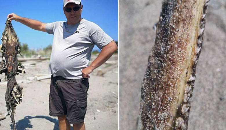 Resturile unei creaturi misterioase descoperite pe o plajă din Columbia Britanică.